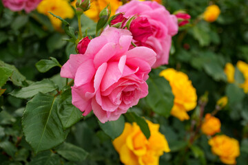 250604一本木公園