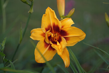 Fototapeta premium The flower head of a Daylily 