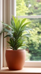 Fototapeta premium Vibrant green Dracaena plant in a terracotta clay pot on a wooden windowsill, bright interior with natural light and garden view
