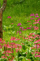 250606入笠山トレッキング