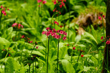 250606入笠山トレッキング