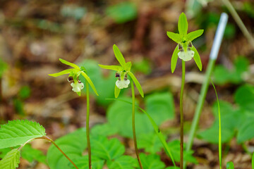 250606入笠山トレッキング