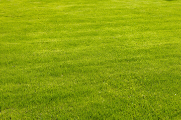 A lush green lawn with evenly cut grass, showcasing vibrant colors and a well-maintained appearance. Ideal for outdoor activities and landscaping.
