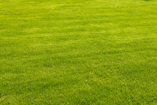 A lush green lawn with evenly cut grass, showcasing vibrant colors and a well-maintained appearance. Ideal for outdoor activities and landscaping.