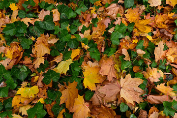 Autumn leaves on the ground. Colorful leaves on the grass. Natural fall pattern. Background with yellow and brown foliage. Autumn carpet