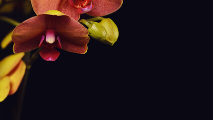 Phalaenopsis flowers and black backdrop of the project