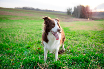 Beautiful brown and white border collie dog with a happy expression outdoors in green grass