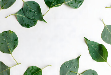 A minimalist flat lay of green leaves with dew drops on a white surface, in a serene, natural style.