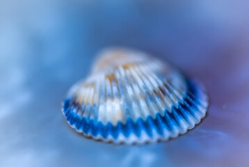 cool sea shell on blue concept 