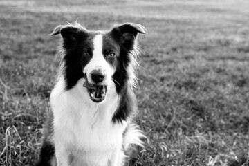 Beautiful brown and white border collie dog with a happy expression outdoors in green grass