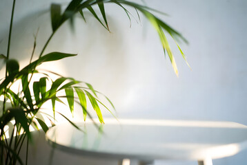 A minimalist flat lay of green leaves with dew drops on a white surface, in a serene, natural style.