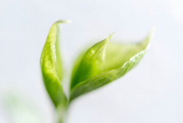 A minimalist flat lay of green leaves with dew drops on a white surface, in a serene, natural style.