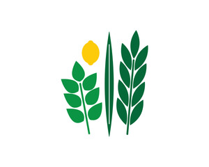 Jewish Four species illustrations - Etrog, Lulav, Hadas, Aravah