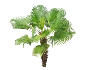 シュロ　5月撮影　樹高2m