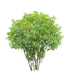 キンモクセイ　10月撮影　樹高180cm