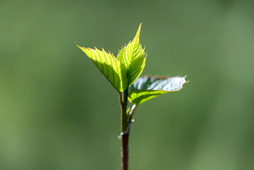 close up of a green plant