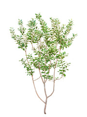 フェイジョア　11月撮影　樹高170cm