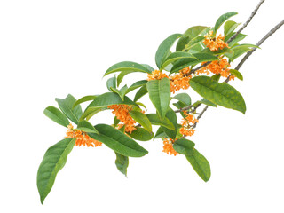 キンモクセイ　11月撮影