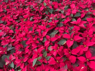 Red poinsettia leaves texture or background