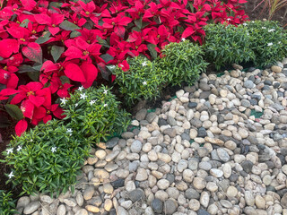 Garden border with red poinsettias and stones