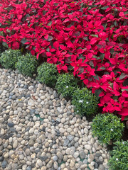 Garden border with red poinsettias and stones