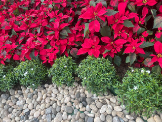 Garden border with red poinsettias and stones