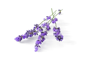 Lavender sprigs with purple flowers isolated. Lavender flowers on white.
