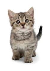 Small gray kitten isolated on white background. A cunning kitten sits and waits for food.