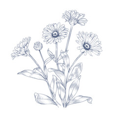 Hand drawn monochrome calendula  flowers. Botanical vector line art illustration


