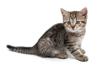 Cute small gray kitten playing. Kitten isolated on white background.