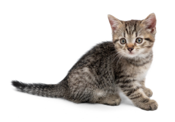 Cute small gray kitten playing. Kitten isolated on white background.