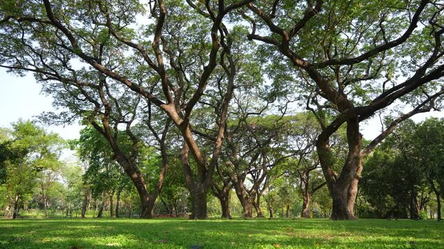 Majestic Large Rain Trees in Lush Green Public Park Under Bright Sky