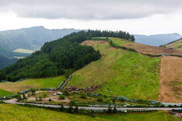 Cattle grazing in lush green pastures of Sete Cidades, Sao Miguel Island, Azores. Rolling hills and mountains in the background. Cloudy sky over the rural landscape. © Eugene Ga