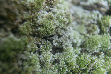 macro photo of frost on moss