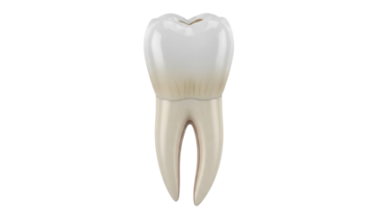 Realistic molar tooth isolated PNG on transparent background, dental anatomy model for educational and medical use, beige and white
