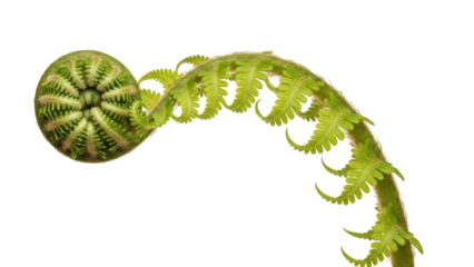 Unfurling fern frond isolated PNG, vibrant green fiddlehead on transparent background, spring growth and botanical element