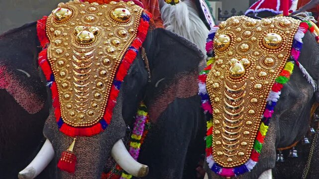 Decorated Temple elephants at a Hindu festival in Kerala , India 