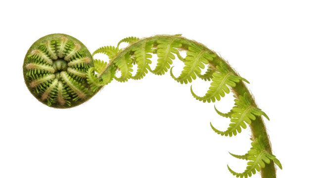 Unfurling fern frond isolated PNG, vibrant green fiddlehead on transparent background, spring growth and botanical element