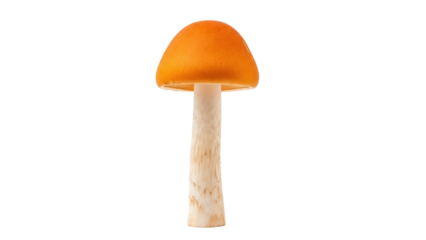 Vibrant orange Amanita caesarea mushroom isolated PNG, edible fungus with smooth cap and sturdy stem on transparent background