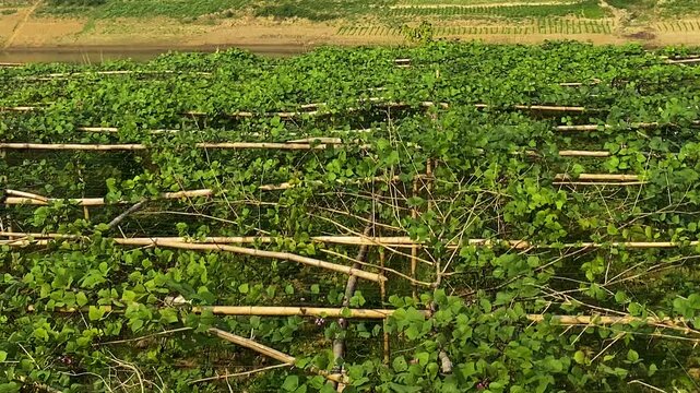 Hyacinth bean vines growing on bamboo trellises in rural Bangladesh, showing traditional lablab bean farming and dense green foliage across structured agricultural rows.