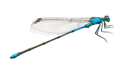 Vibrant blue damselfly isolated PNG on transparent background, detailed insect with delicate wings for nature and wildlife designs