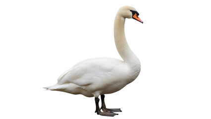 Elegant mute swan PNG isolated on transparent background, graceful waterfowl with white plumage and orange beak, aquatic bird for design