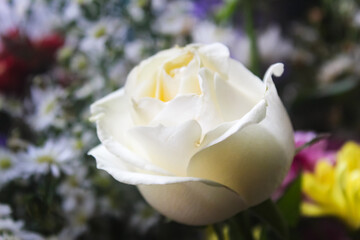 close up of a white rose in a garden