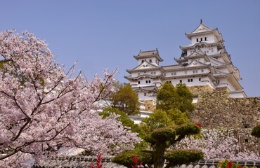 Naklejka premium 満開の桜につつまれる姫路城