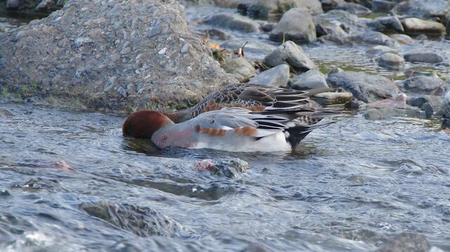 Mated pair of Eurasian Wigeon ducks forage for food in shallow river