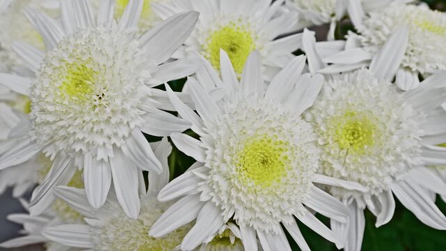 A tight, detailed close-up of a cluster of white Japanese chrysanthemums with bright yellow centers.