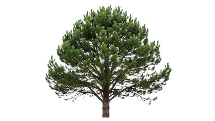 Fototapeta premium A tall green pine tree with branches and leaves