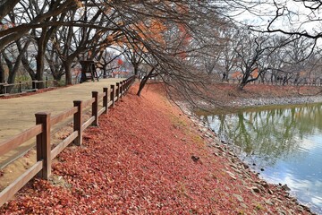 창원 진해내수면 생태공원 가을 풍경시리즈