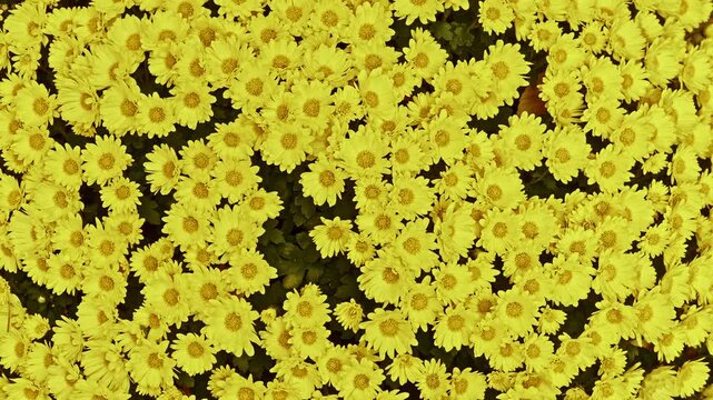 A dense, vibrant overhead shot of a cluster of small, bright yellow chrysanthemums filling the entire frame.