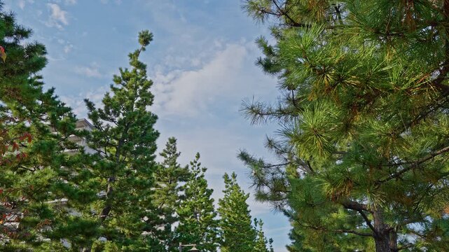 A wide shot of the nationally designated Sōka Matsubara scenic beauty, showing the long, picturesque avenue lined with tall, well-maintained pine trees (Matsu).